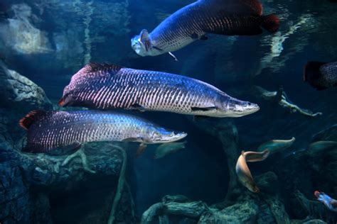In search of the world’s largest freshwater fish – the wonderfully .